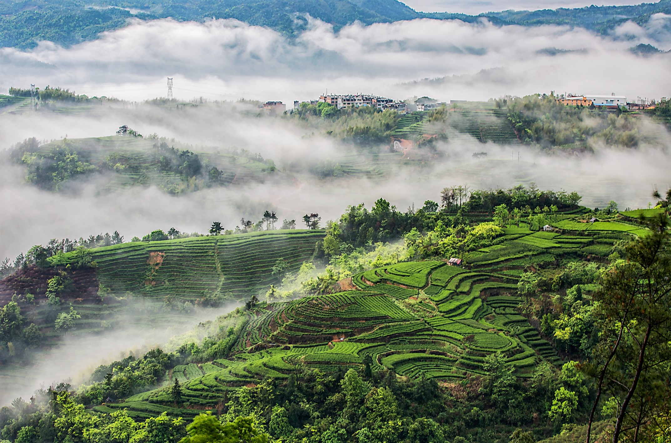 深耕细耘“土特产” 神州大地“满庭芳”