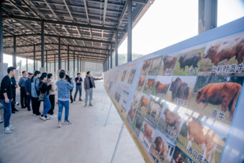福建诏安肉牛产业发展：“牛”转乾坤 未来可期