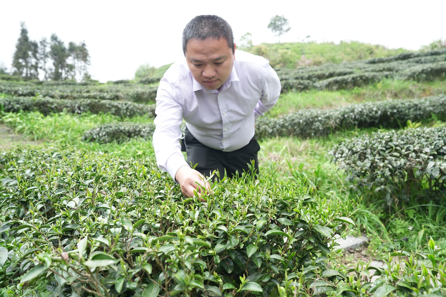 李鹏春：山海协奏 两岸茶缘里的振兴密码
