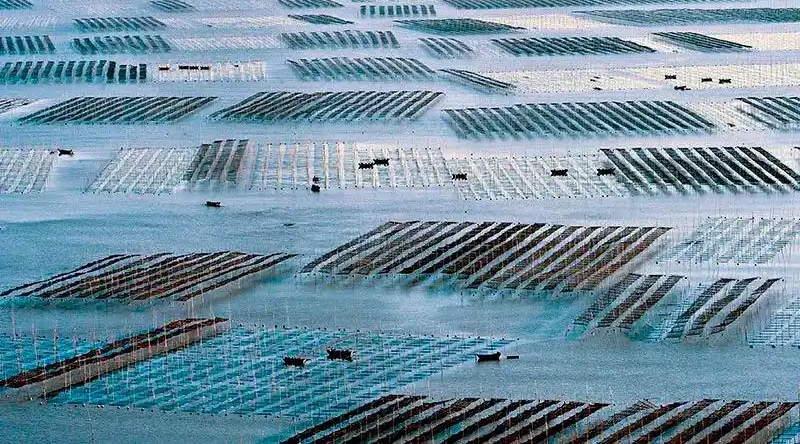 福建经济“新”观察：提质增效 释放乡村产业富民效应